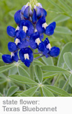 Texas state flower
