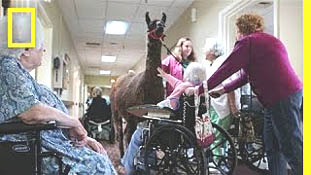 Llamas Bring Happiness to Nursing Home